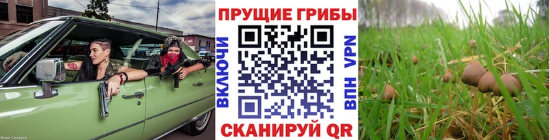 Псилоцибиновые грибы GOLDEN TEACHER  это какой сайт  Кинель 